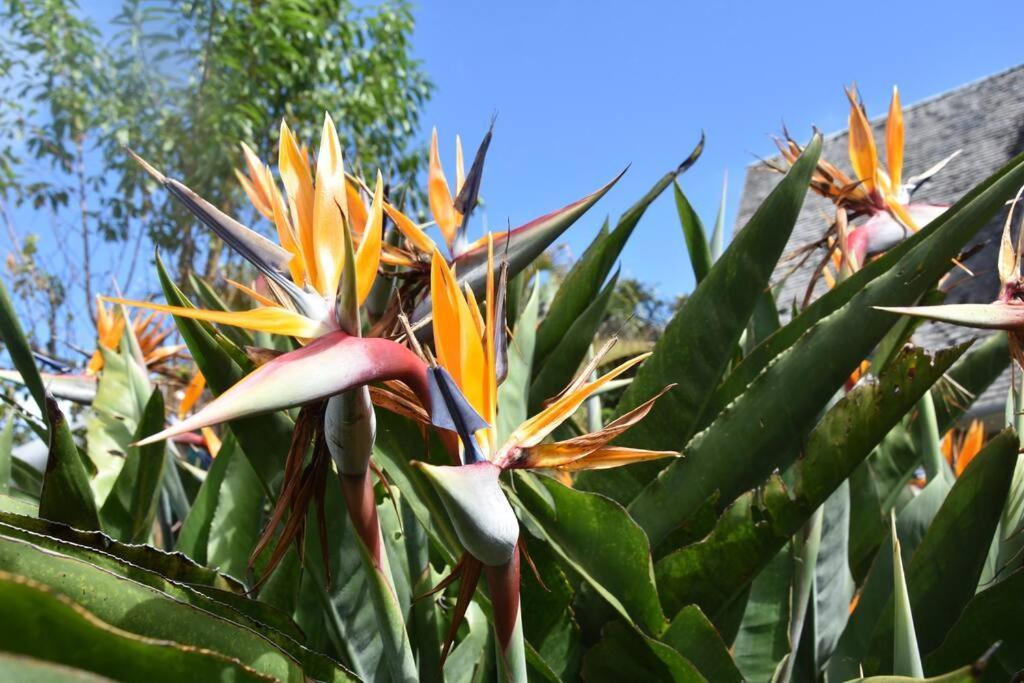 Le Strelitzia 1 Apartman Cilaos Kültér fotó